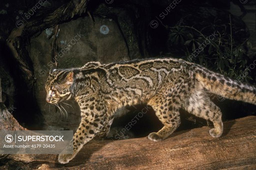 Marbled Cat (Felis mamorata) Himalayas to Sumatra & Borneo SuperStock