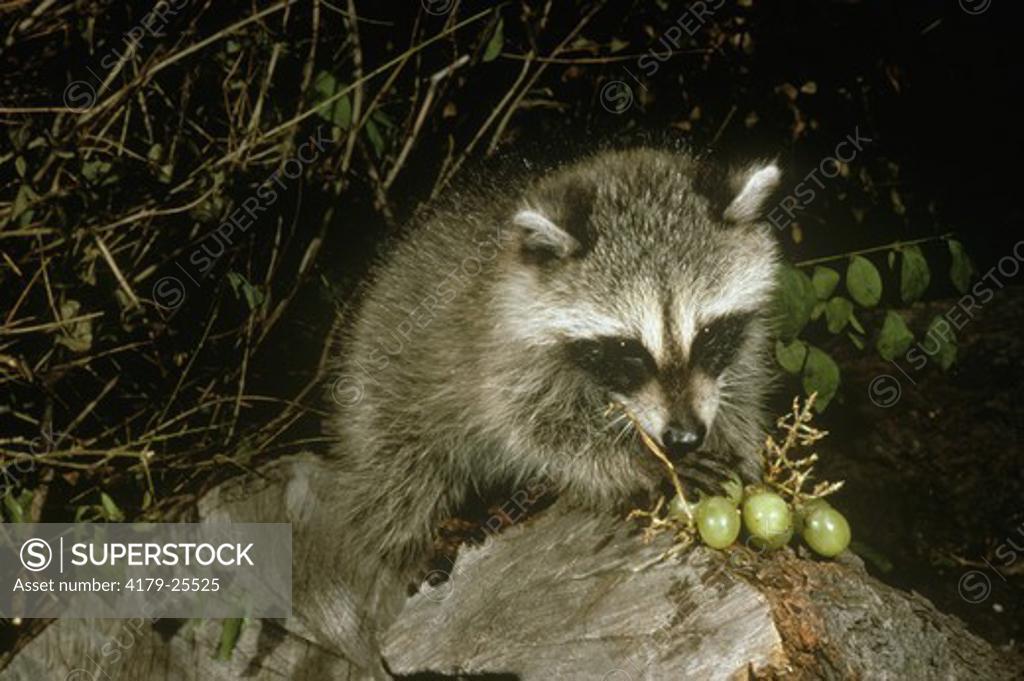 Raccoon eating Grapes SuperStock