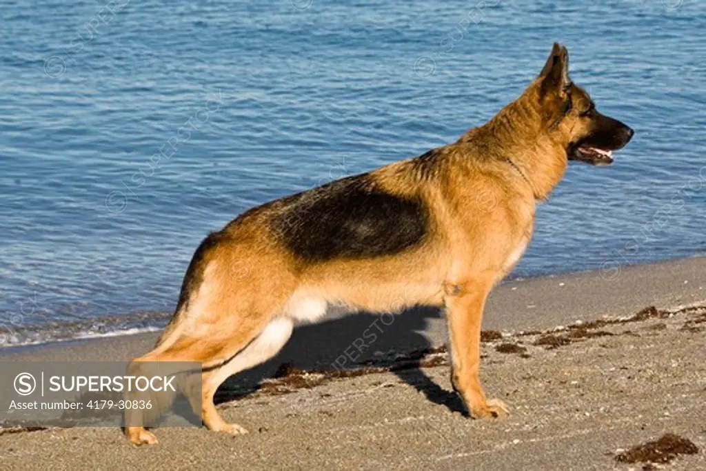 German Shepherd / Alsatian (Canis lupus familiaris) Male in Show Stance