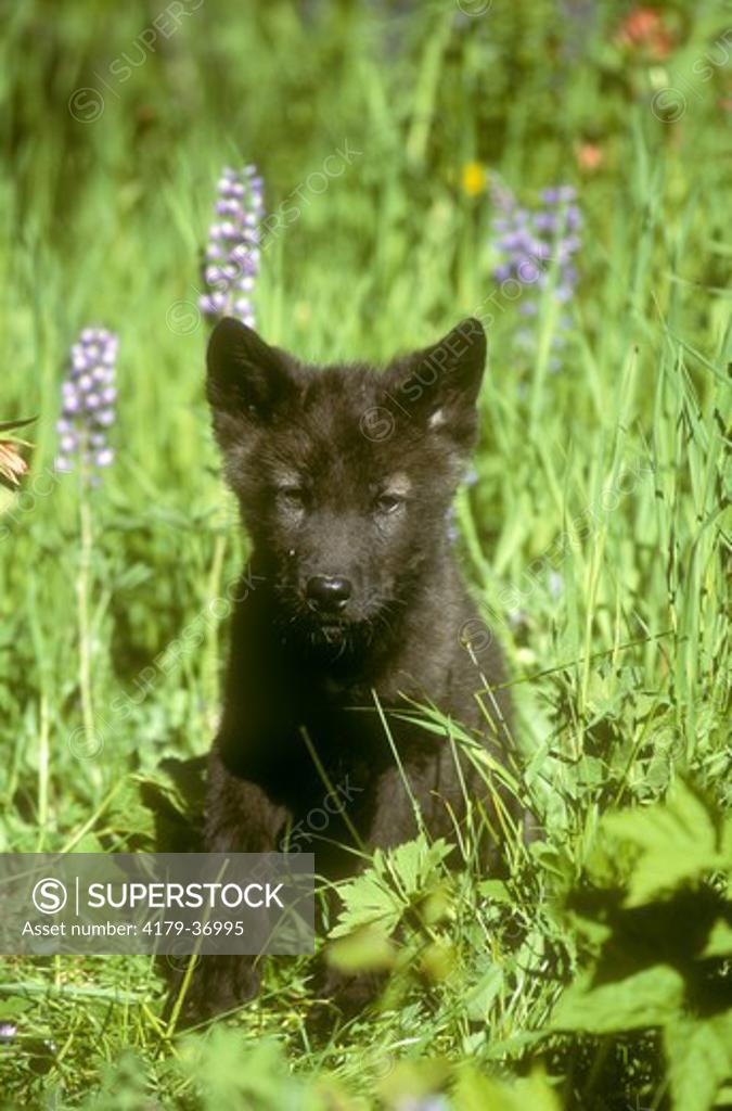 Black Timber Wolf Puppies
