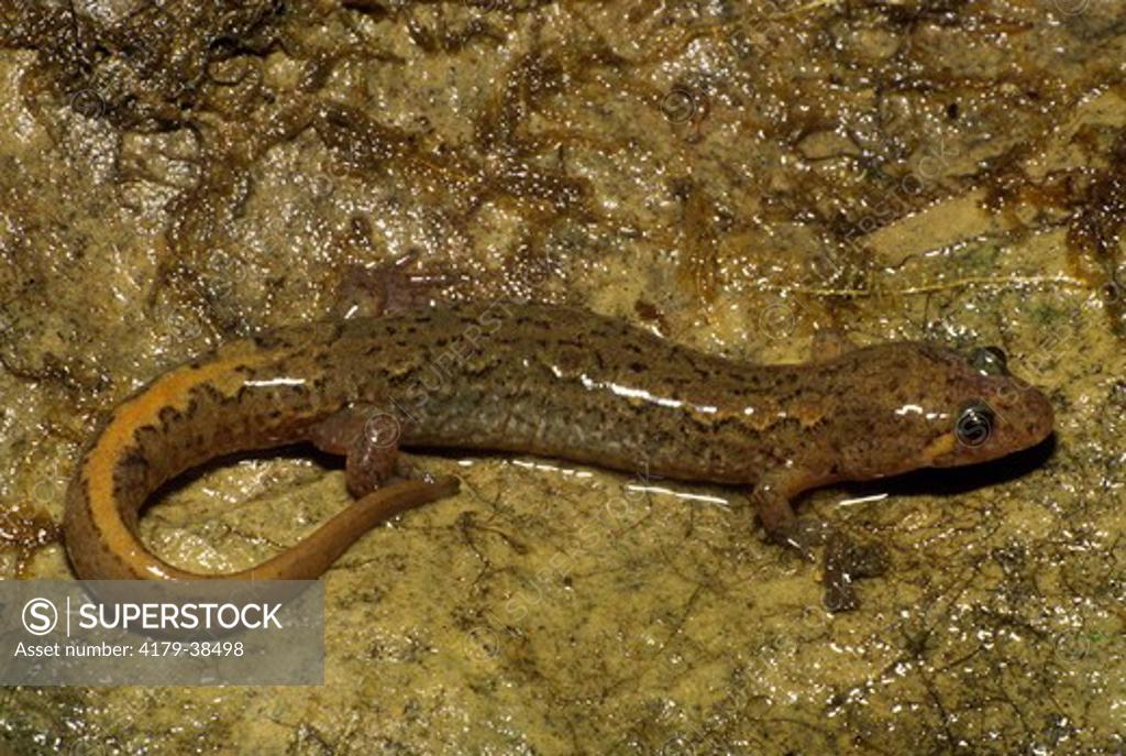 Spotted Dusky Salamander (Desmognathus fuscus conanti), Livingston Co