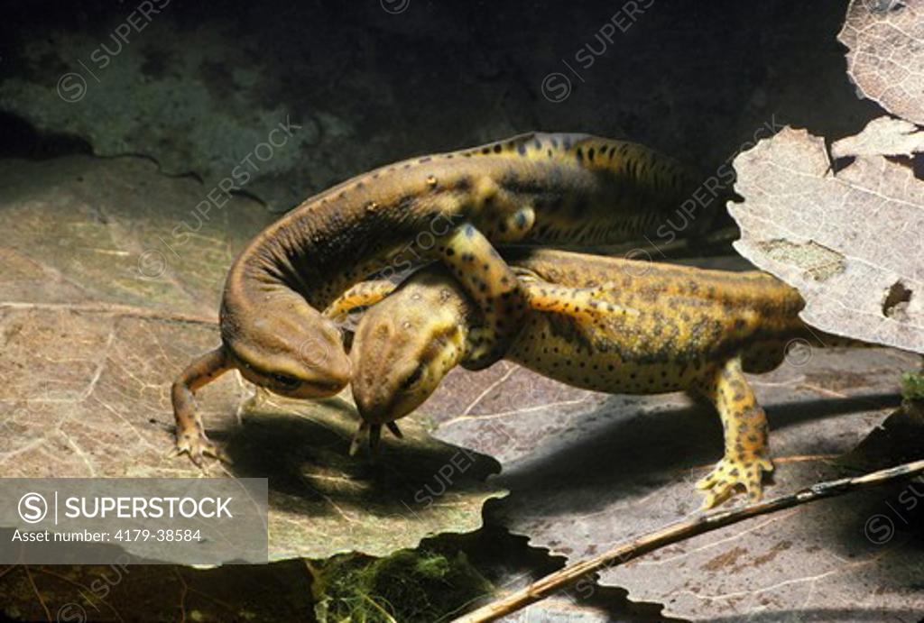 Redspotted Newts (Notophthalmus viridescens) male clasps female during courtship, Ohio SuperStock