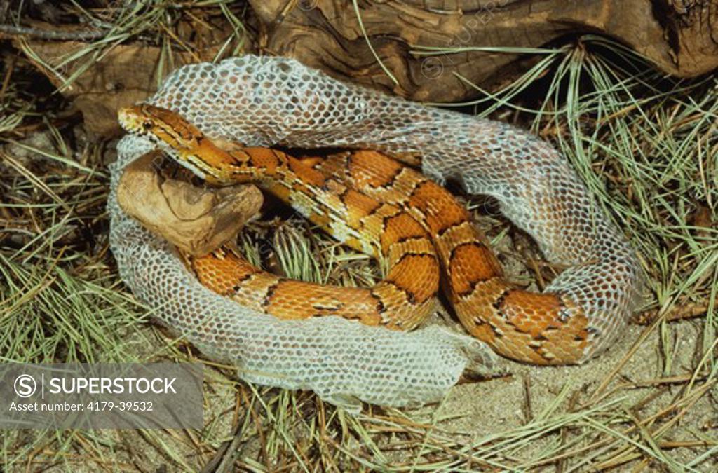 Red Rat or Corn Snake shedding skin (Elaphe guttata) SuperStock