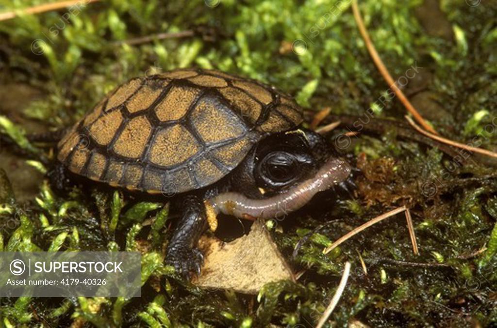 Bog Turtle Eating Worm (Clemmys muhlenbergi) *Endangered