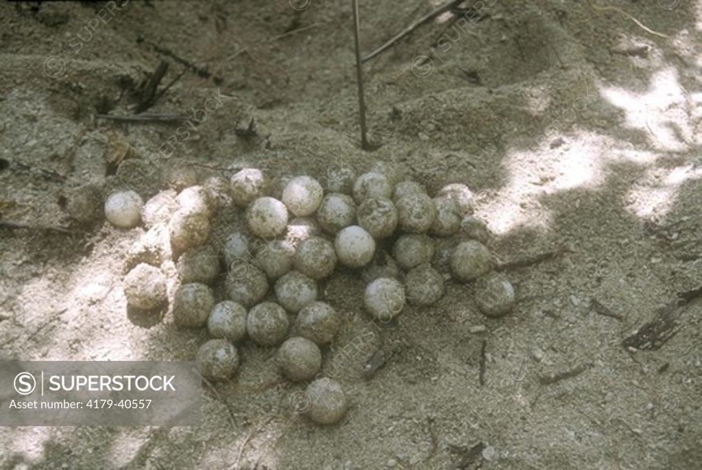 Green Sea Turtle Eggs To be Reburied in Hatchery Turtle Island Park