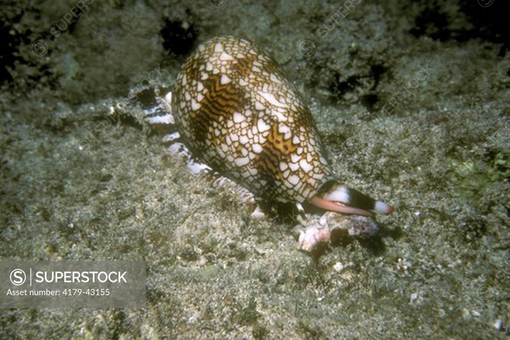 Textile Cone Shell (Conus textile) Hawaii attacking to sting/eat
