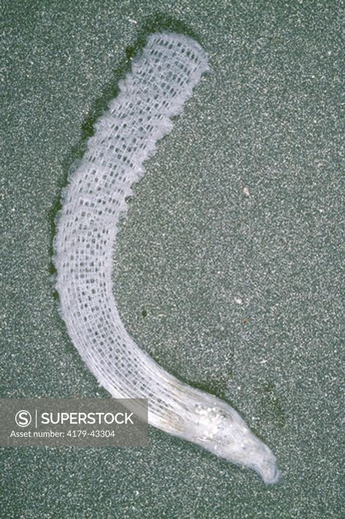 Venus's FlowerBasket (Euplectella sp.) A Glass Sponge/Western Pacific SuperStock