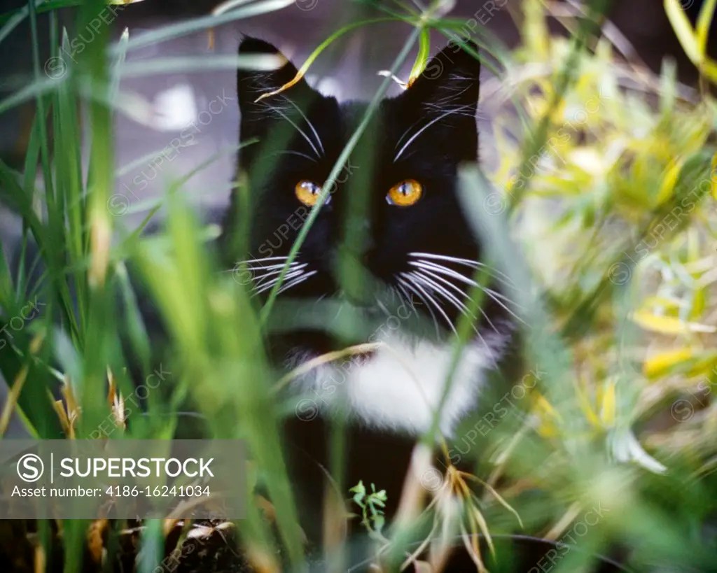 1990s DOMESTIC LONG HAIR TUXEDO CAT GOLDEN EYES WHITE WHISKERS LOOKING