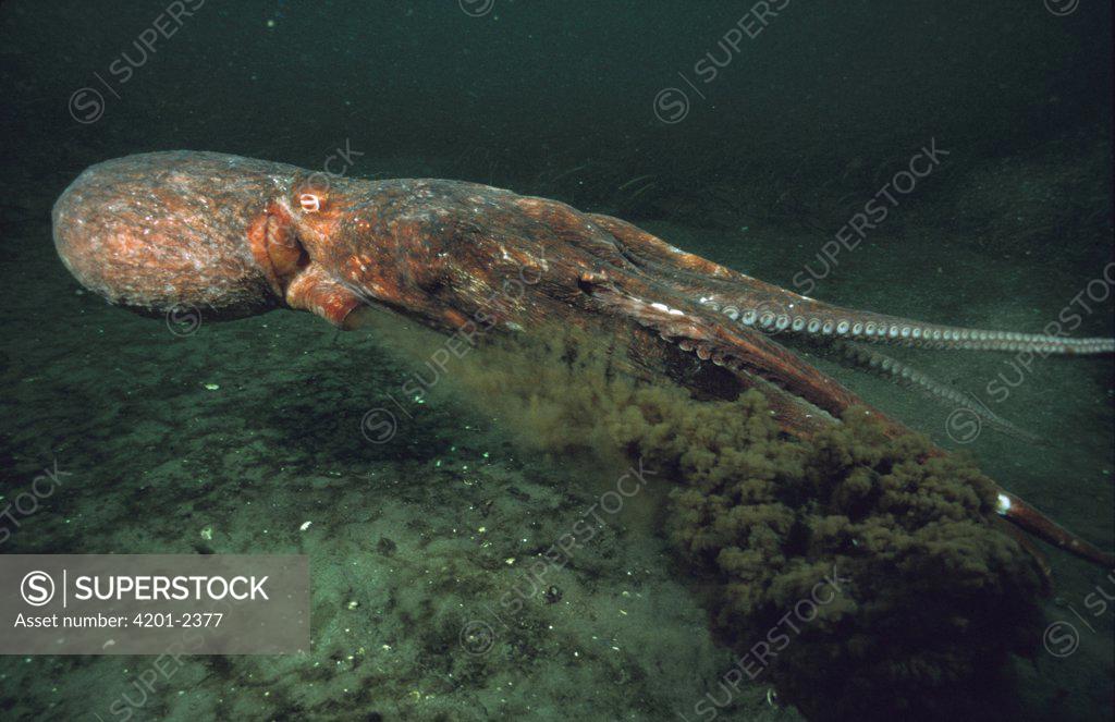 Pacific Giant Octopus (Octopus dofleini) squirting ink in defense as it