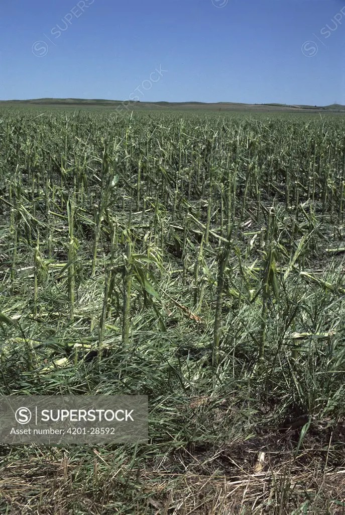 Corn field destroyed by hail storm, North Dakota SuperStock