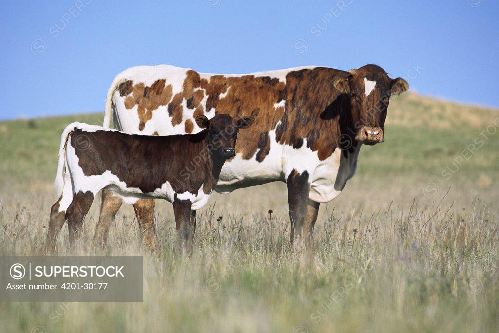 Domestic Cattle (Bos taurus) Longhorn and Hereford crossbreed, cow and