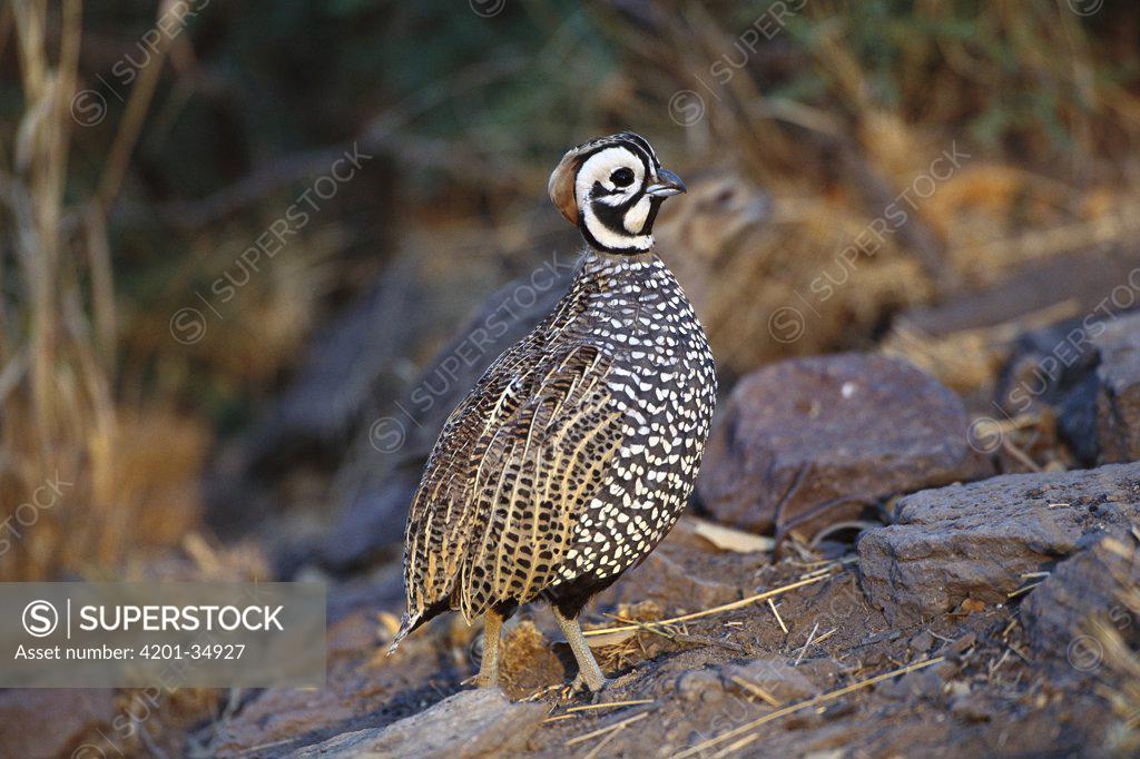 Montezuma Quail (Cyrtonyx montezumae) on ground, Davis Mountains, Texas