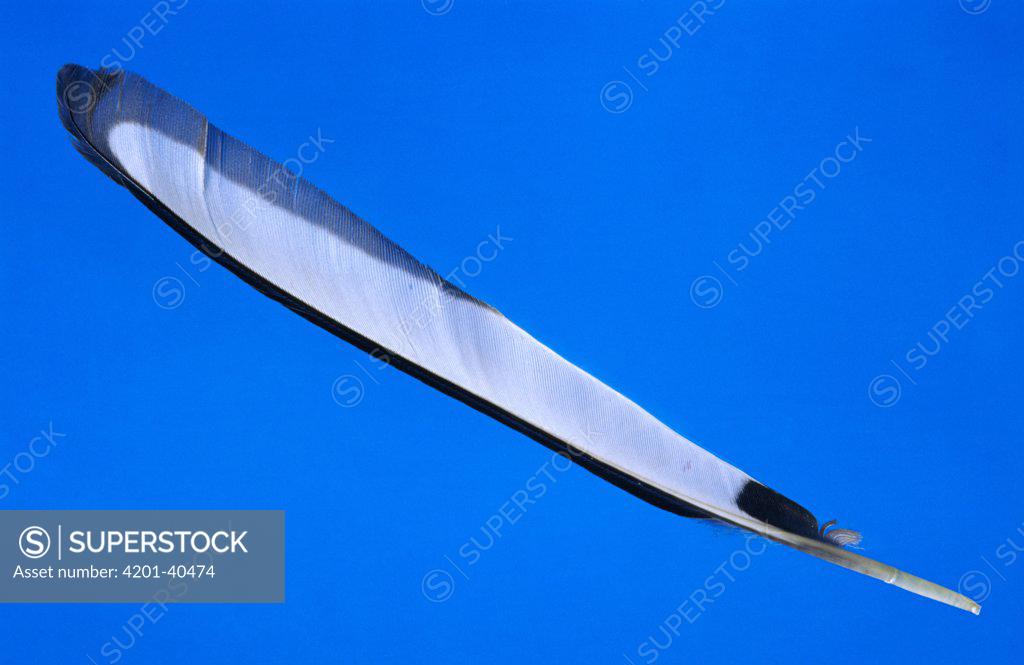 Blackbilled Magpie (Pica pica) flight feather showing shaft and vane, Europe SuperStock