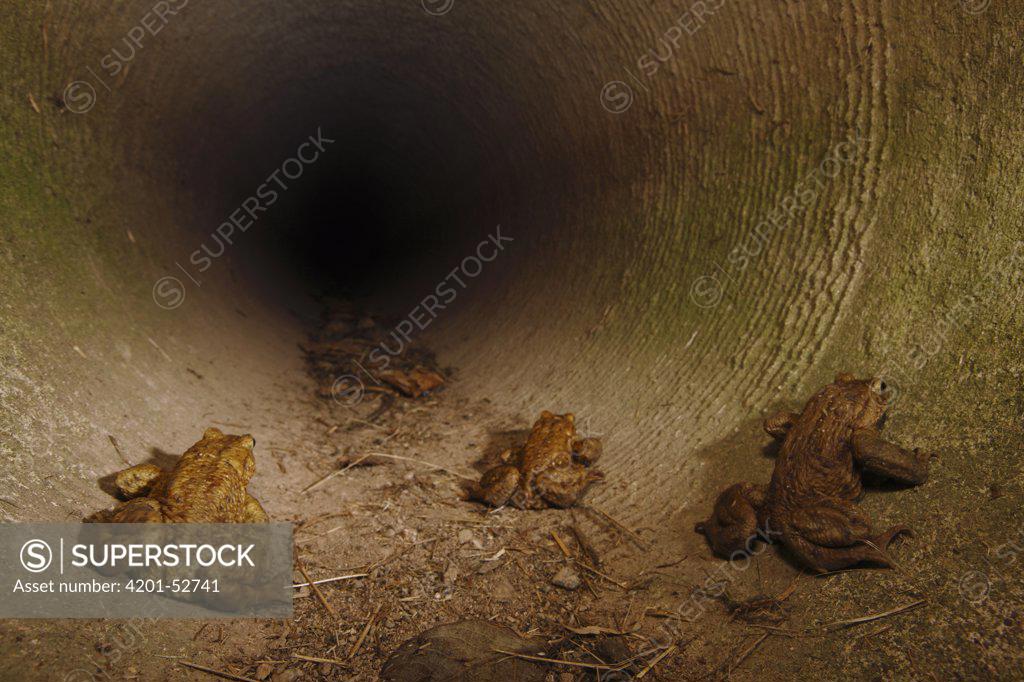 European Toad (Bufo bufo) group in underground tunnel which acts as a