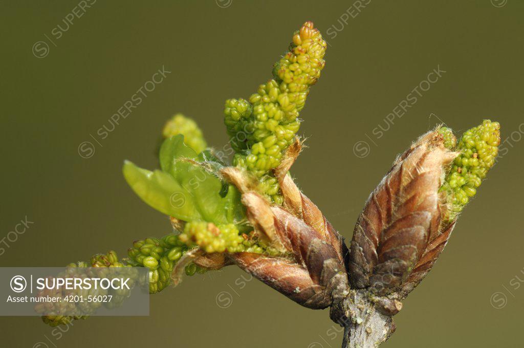 English Oak (Quercus robur) budding, Netherlands SuperStock