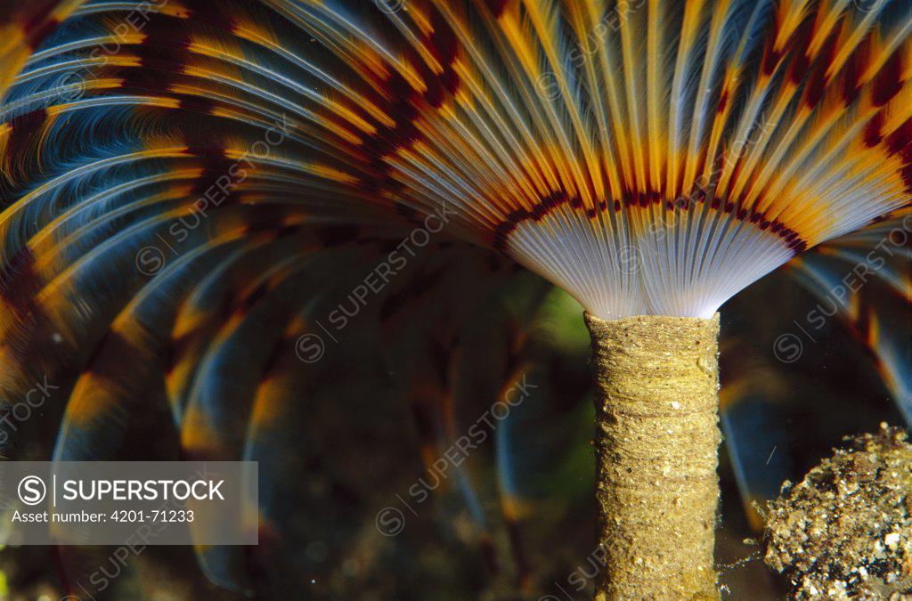 Feather Duster Worm (Eudistylia vancouveri) 50 feet deep, Papua New