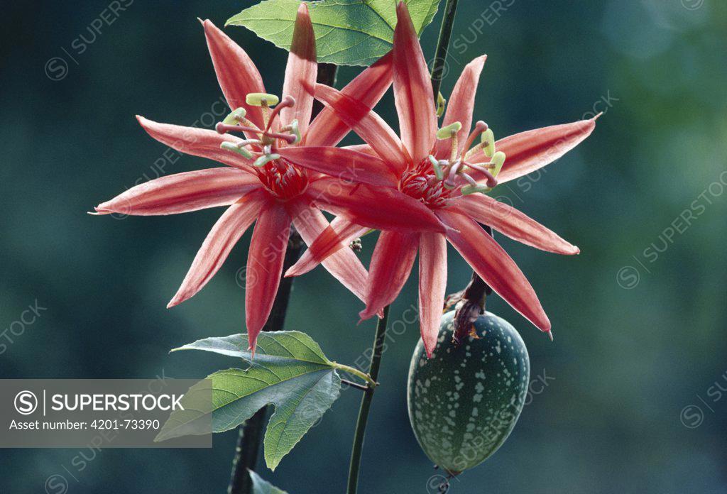 Perfumed Passion Flower (Passiflora vitifolia) flowers and fruit, rainforest, Corcovado National