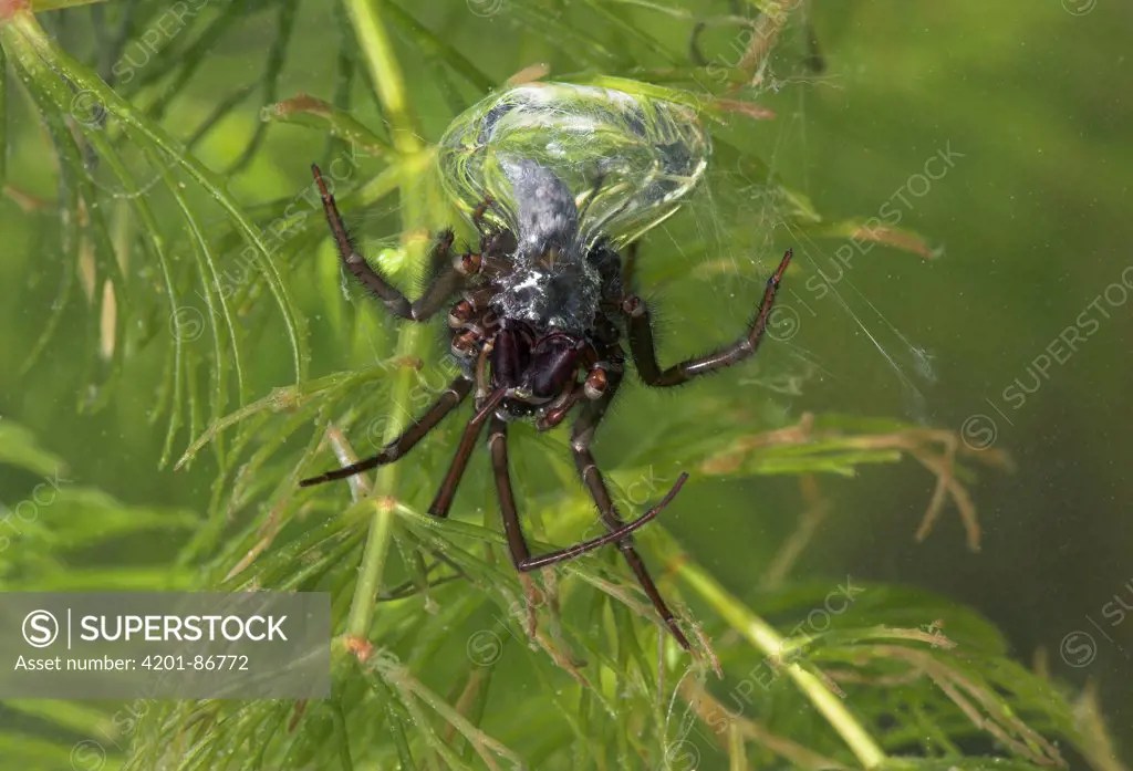 Water Spider aquatica) with air bell, England SuperStock
