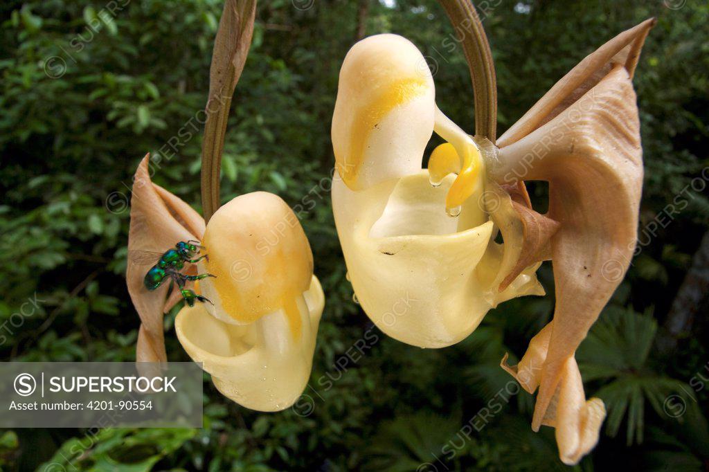 Bucket Orchid (Coryanthes panamensis) flower attracting male Bee