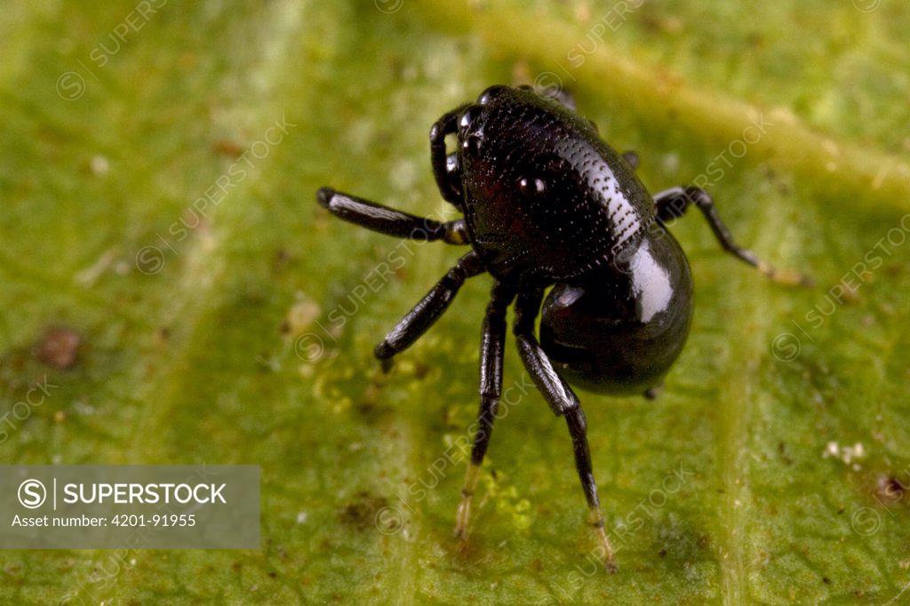 Beetlemimicking Jumping Spider (Coccorchestes sp), Papua New Guinea