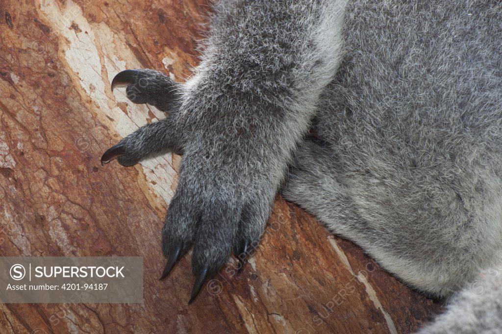 Koala (Phascolarctos cinereus) claws adapted for arboreal climbing