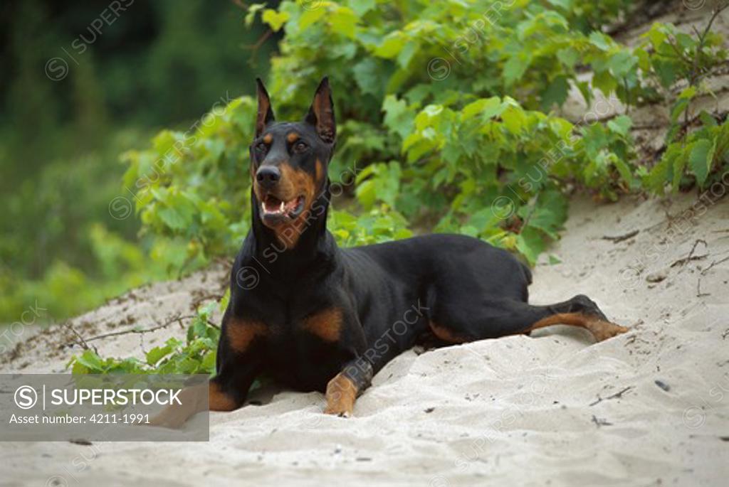 Doberman Pinscher (Canis familiaris) adult with clipped ears laying in