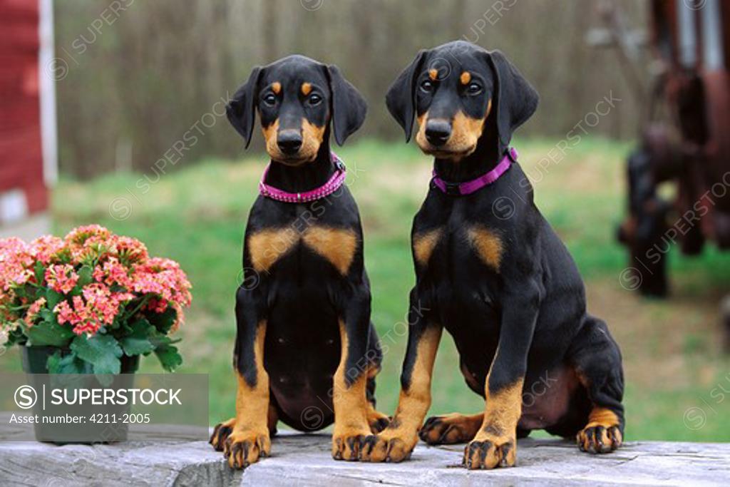Doberman Pinscher (Canis familiaris) two puppies with