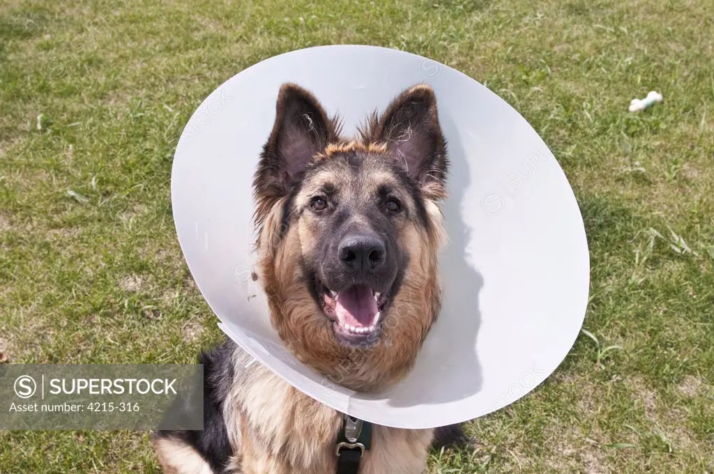 German shepherd wearing Elizabethan collar SuperStock