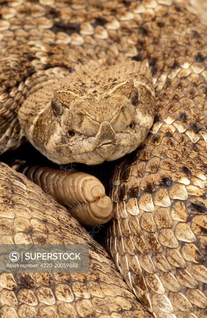 Close Ups Of Rattlesnake Heads