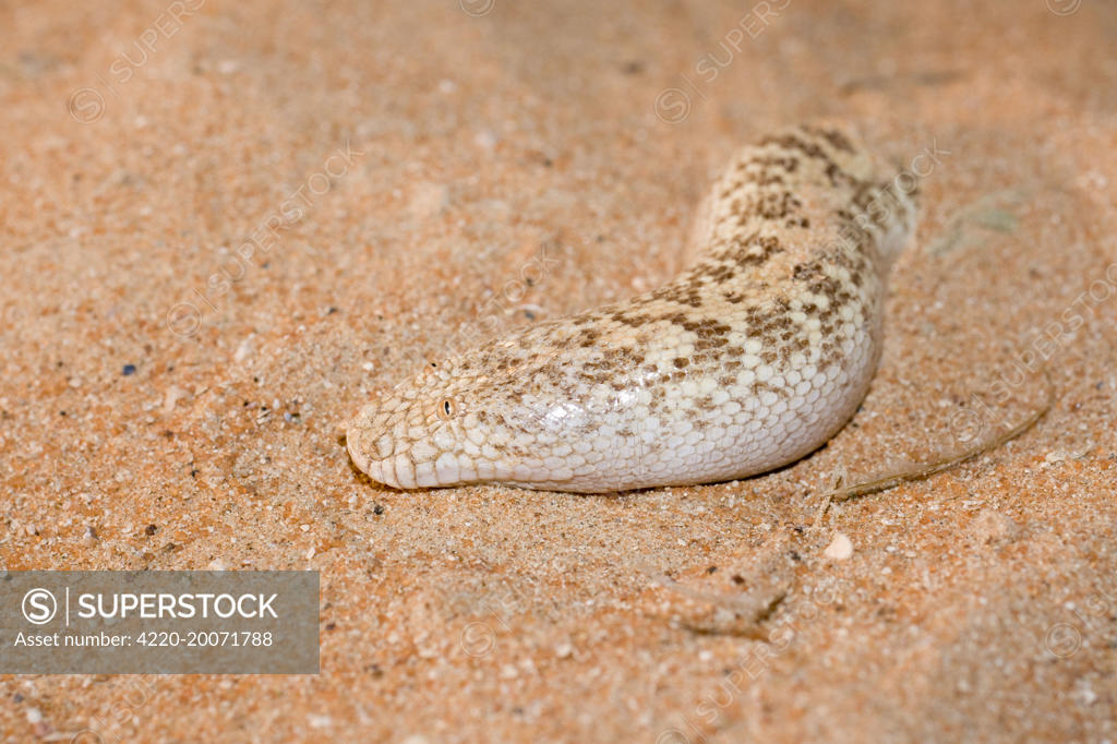 Jayakar's Sand Boa / Arabian Sand Boa partially buried in sand (Eryx