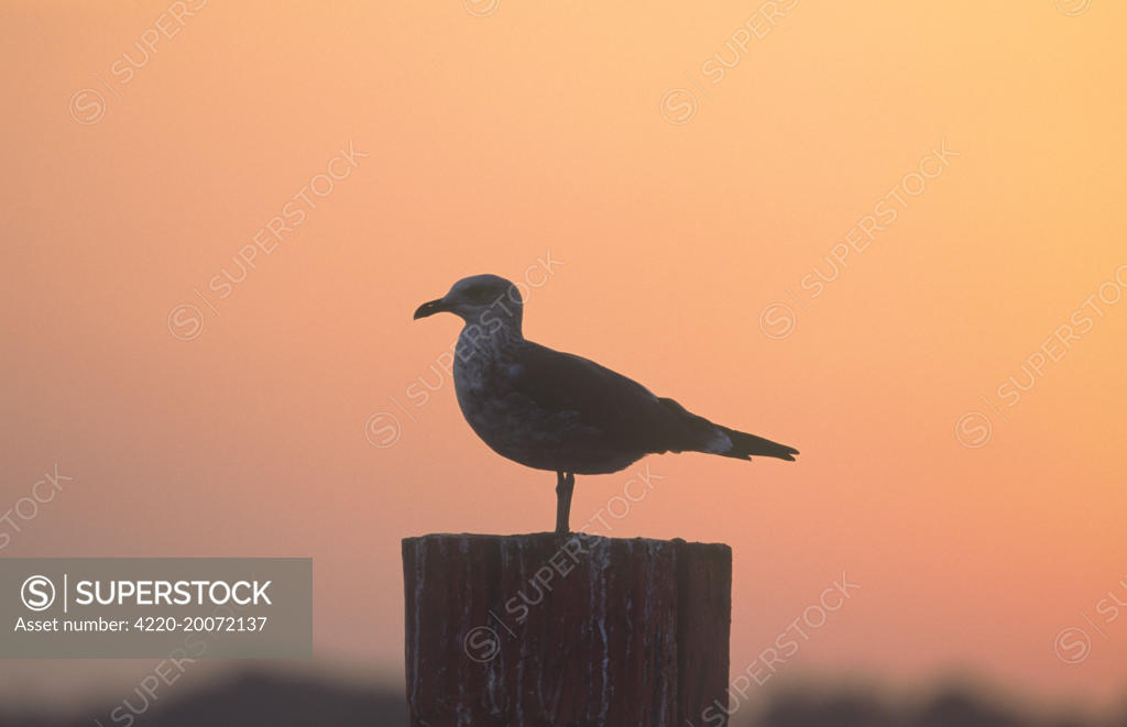 Herring Gull On post at sunset (Larus argentatus). Hickling Broad