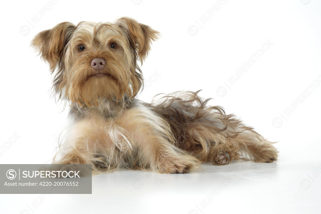 Dog Poodle X Yorkie ( Yoodle or Yorkie Poo ). Cross breed of Poodle