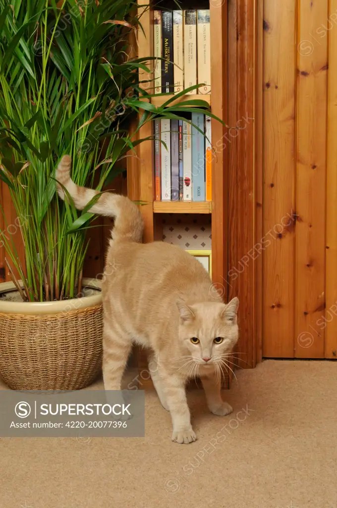 CAT. spraying urine, marking territory SuperStock