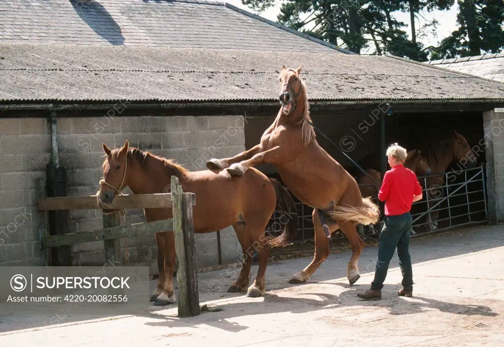 Suffolk Punch Horse mating. Historically known as Suffolk Sorrel
