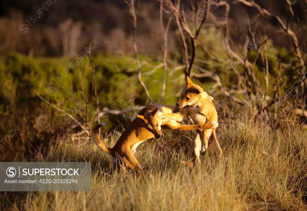 Dingo (Canis lupus dingo) fighting (Canis lupus dingo). East coast, New