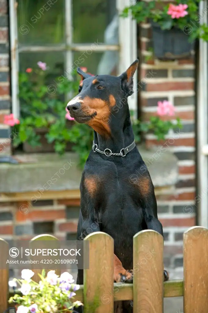DOG Doberman Pinscher / Dobermann, guarding house SuperStock