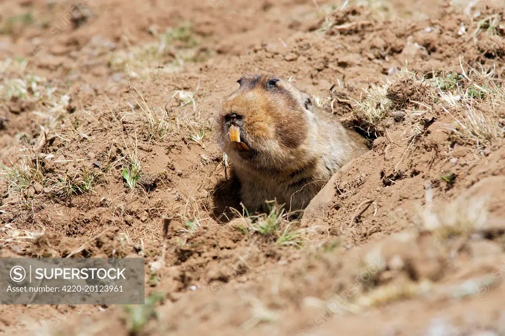 Giant Molerat (Tachyoryctes macrocephalus). Endemic to the Bale Mountains Ethiopia Africa
