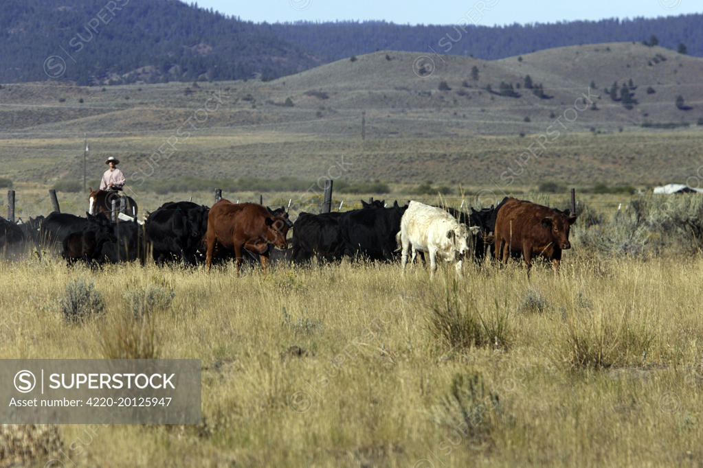 Cattleman herding Angus / Charolais cattle. Ponderosa Ranch Seneca