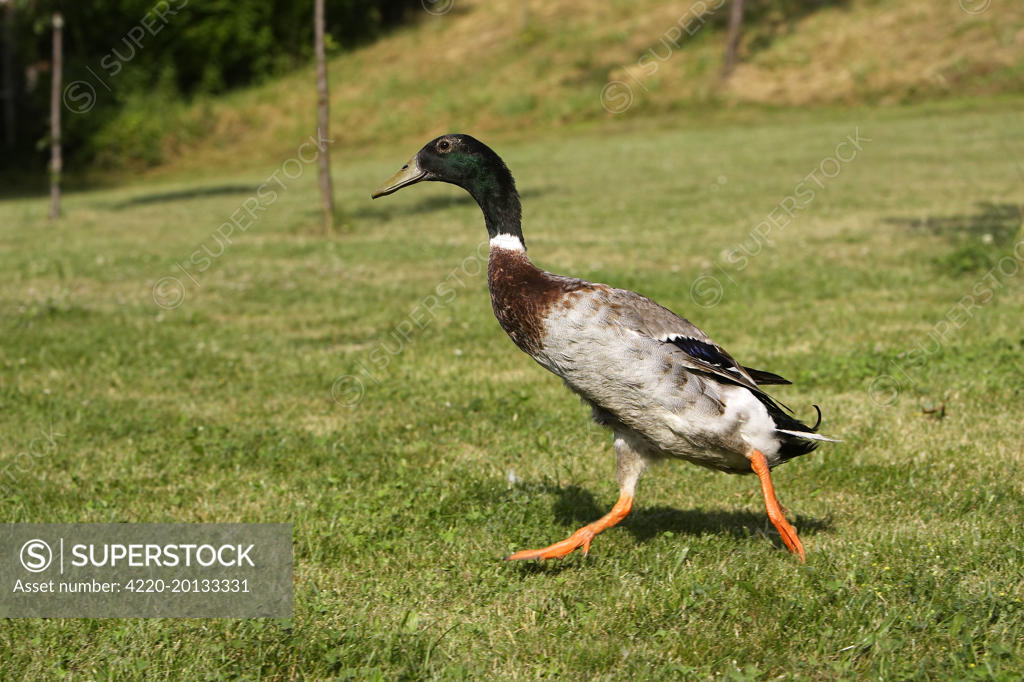 Duck hybrid mallard & Indian Runner. Alsace, France. SuperStock