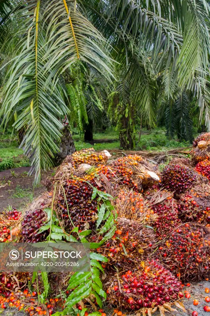 African Oil Palm Tree Sabah, Sukau, Malaysia, Borneo, Asia Date