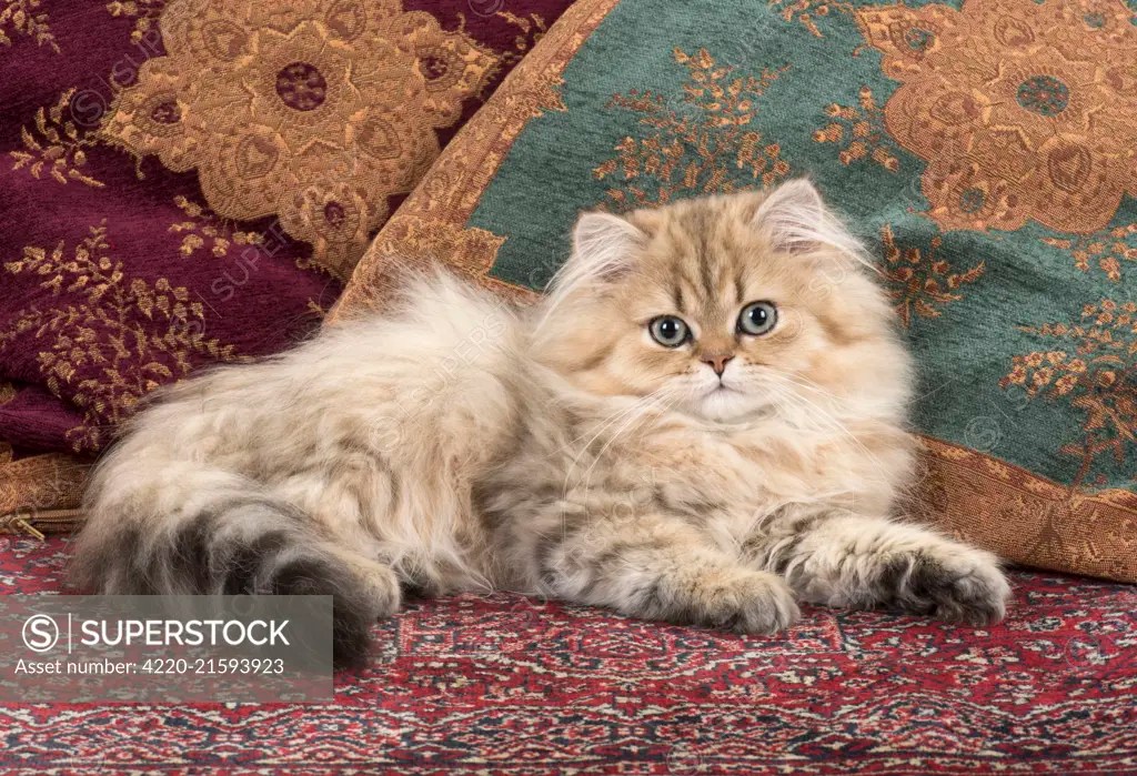 Cat Persian Chinchilla 14 week old kitten Golden Date SuperStock