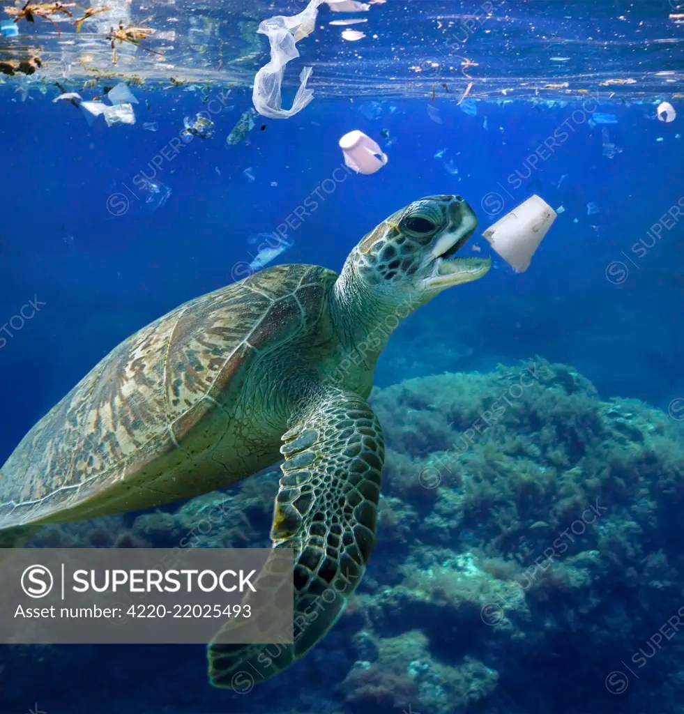 Sea turtle eating a detergent styrofoam cup. Plastic bags and a lot of