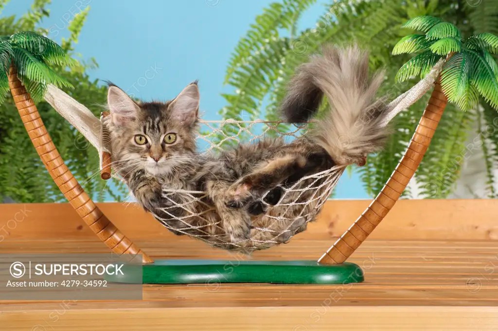 Maine Coon cat lying in a hammock SuperStock