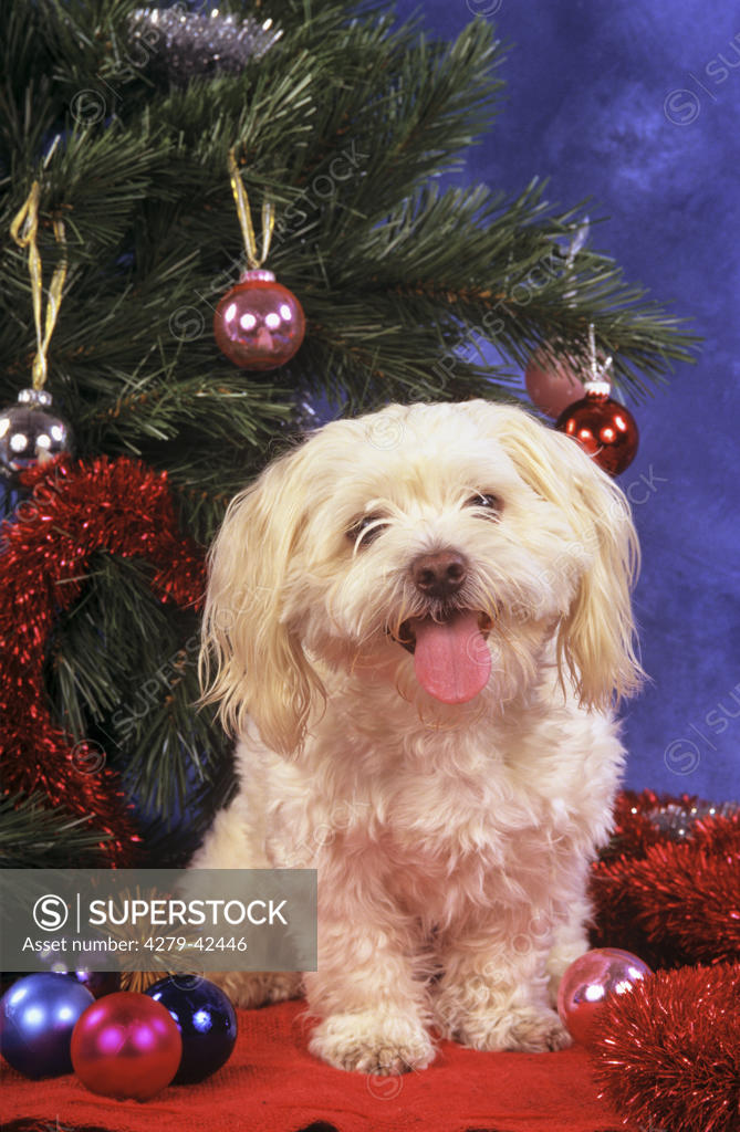 Maltese dog in front of Christmas tree SuperStock