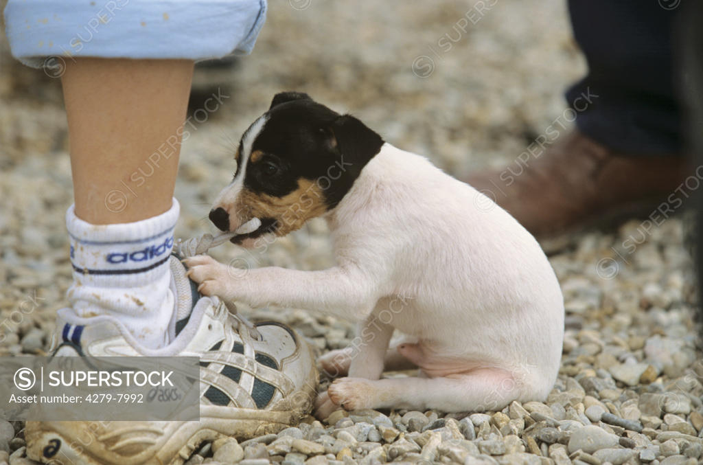 naughtiness puppy chawing on shoelaces SuperStock