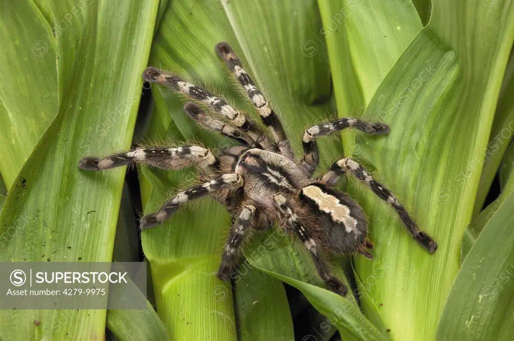 birdeating spider, Tarantula at leaves, Poecilotheria pederseni