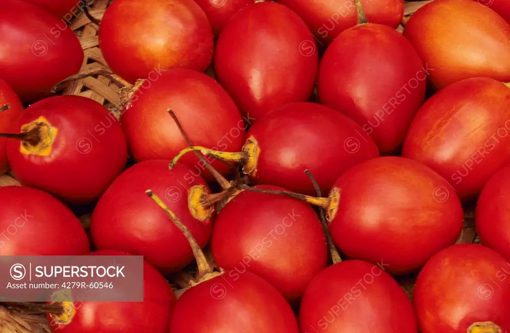 Tree tomato fruits , Solanum betaceum SuperStock