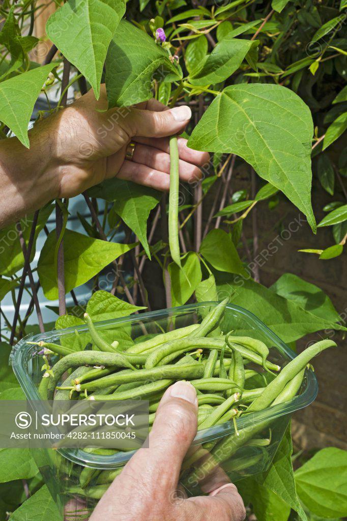 Man picking cobra climbing green runner beans and a plastic container