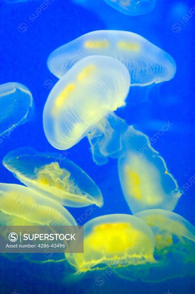 Moon Jellyfish SuperStock