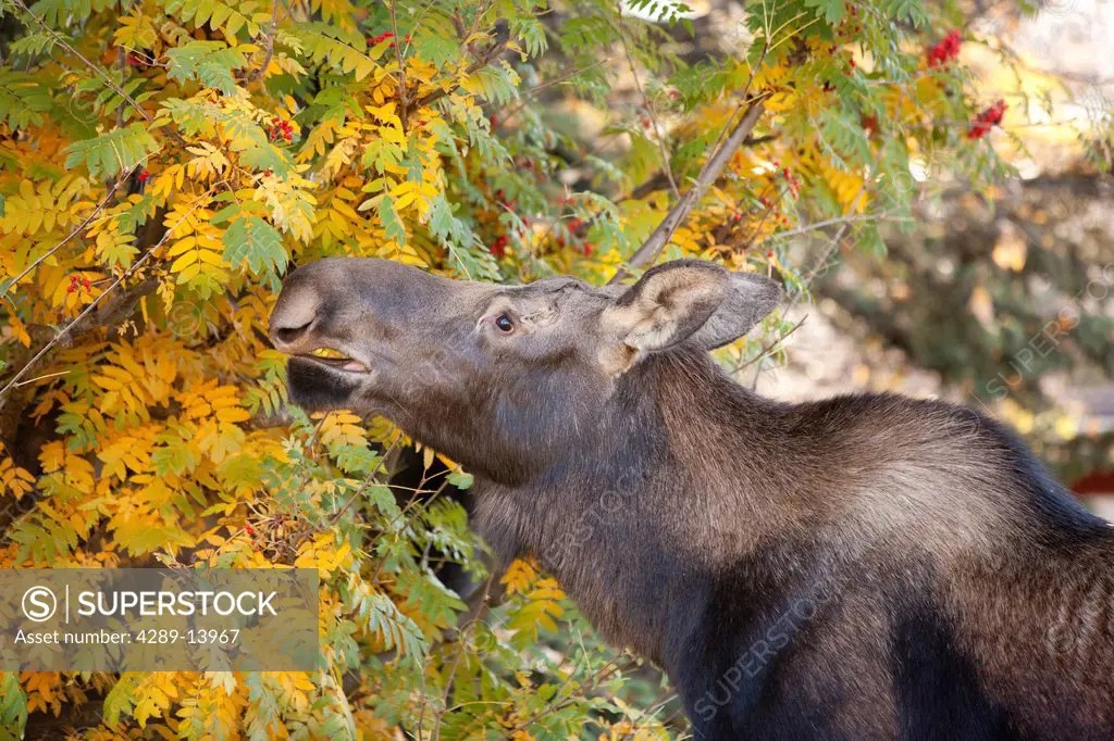 Cow moose eats from Mountain Ash trees in a neighborhood, Anchorage